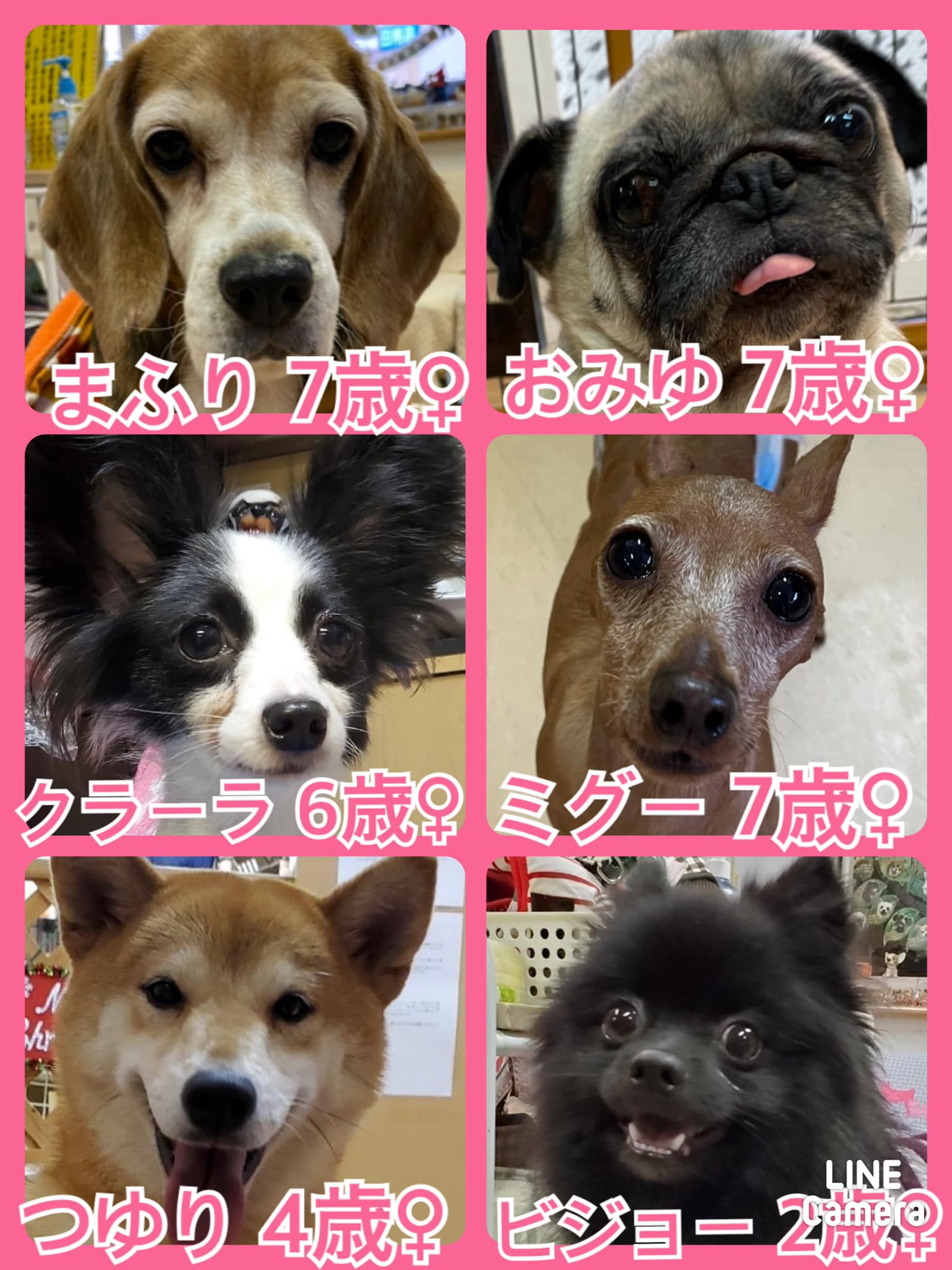 🐾今日の里親様募集中ワンコ🐶メンバーです🐾2021,11,13